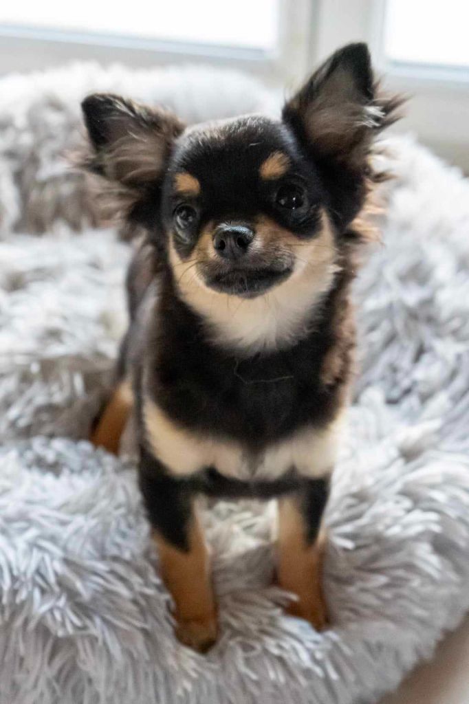 De L'Ecrin Vert - Chiot disponible  - Chihuahua