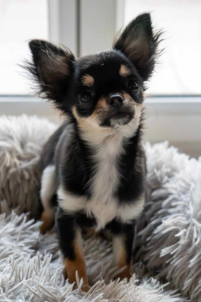 De L'Ecrin Vert - Chiot disponible  - Chihuahua