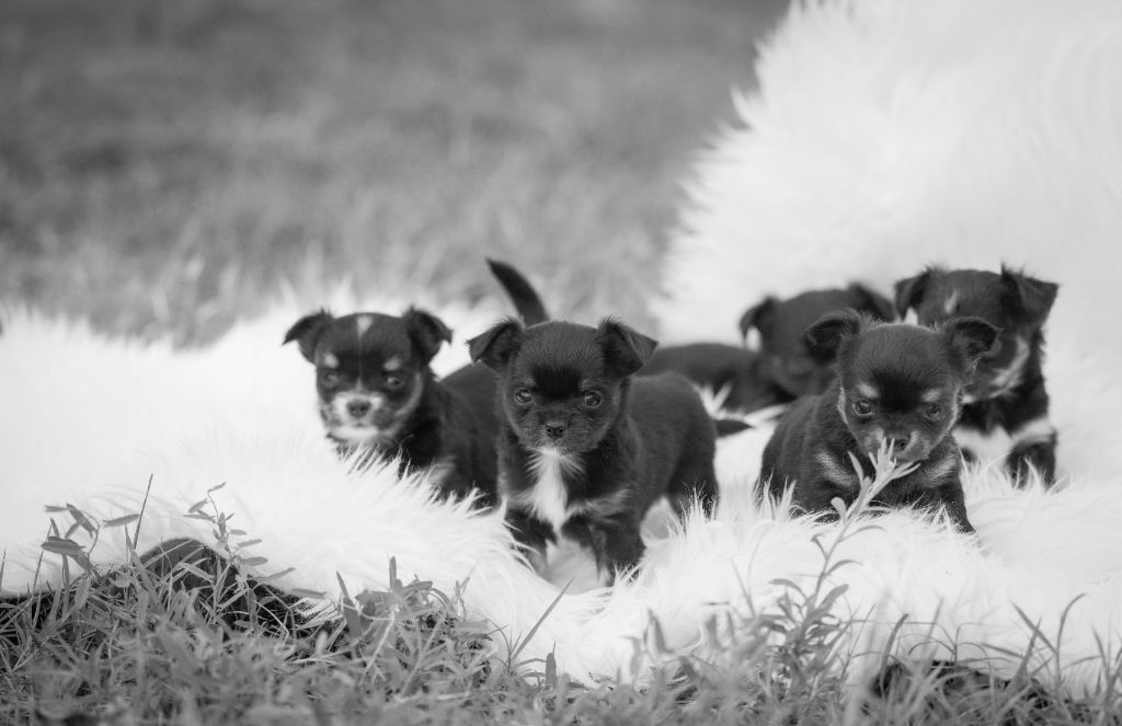 chiot Chihuahua De L'Ecrin Vert