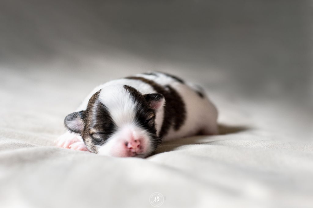Peppermint de l Ecrin Vert chiot portée 2019