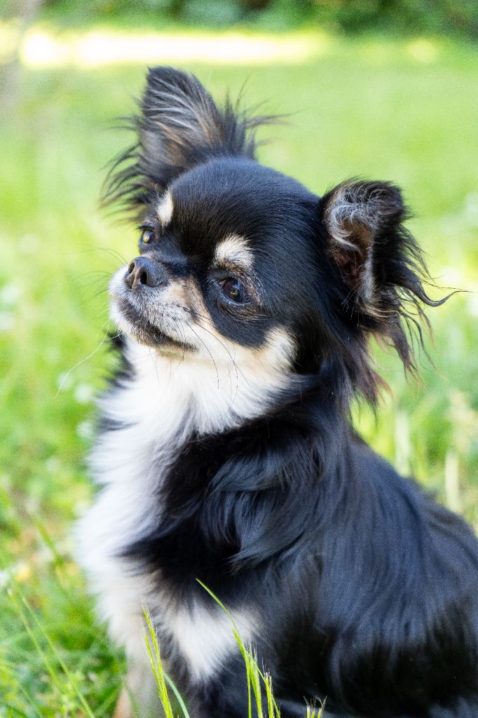 De L'Ecrin Vert - Chiots disponibles - Chihuahua