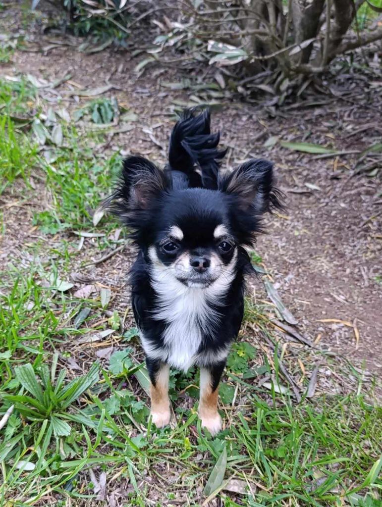 De L'Ecrin Vert - Chiots disponibles - Chihuahua