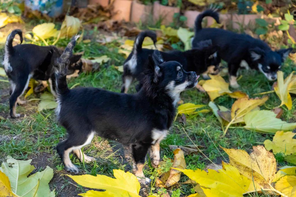 Chiot Chihuahua De L'Ecrin Vert